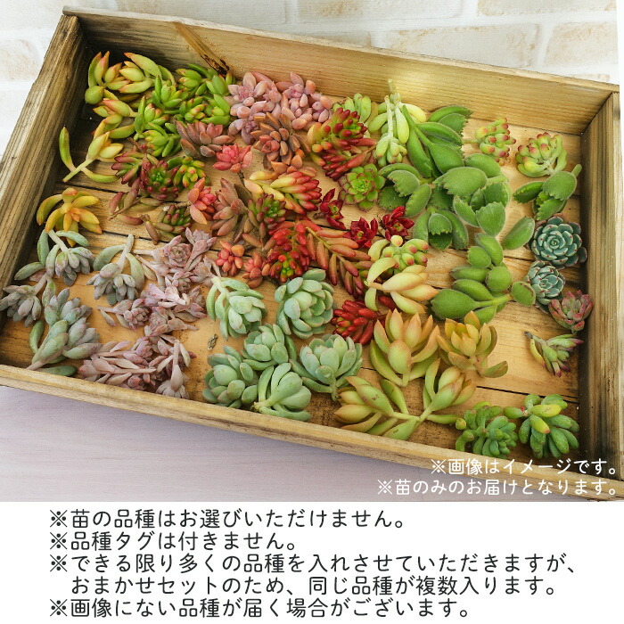 柏屋商店さん直送】送料無料 多肉弁当 多肉植物 観葉植物 インテリア