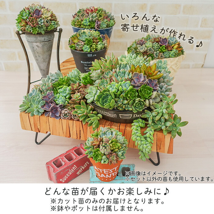 柏屋商店さん直送】送料無料 多肉弁当 多肉植物 観葉植物 インテリア
