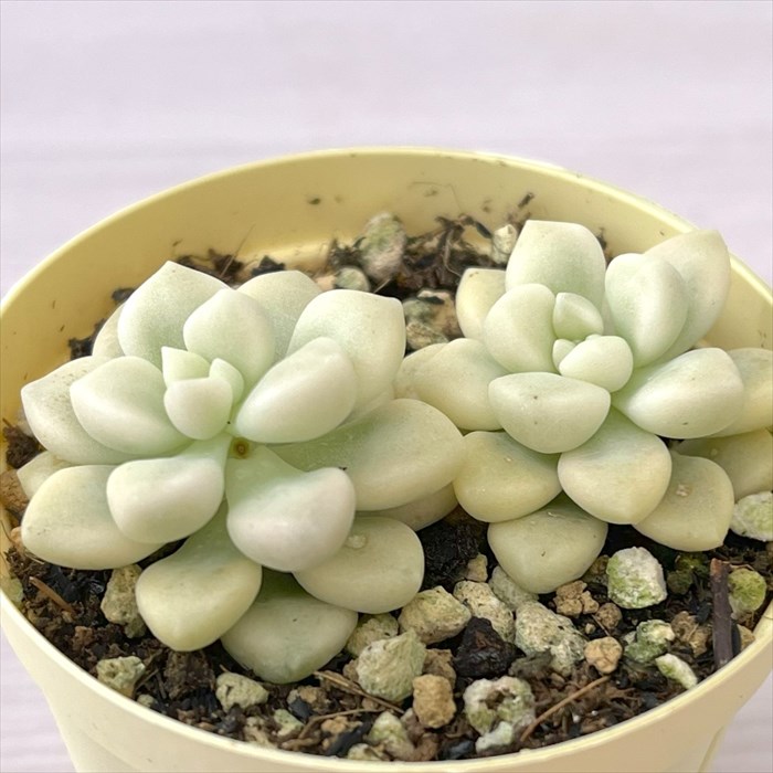 楽天市場】多肉植物 グラプトペタラム ピーチ姫 7.5cmポット 観葉植物