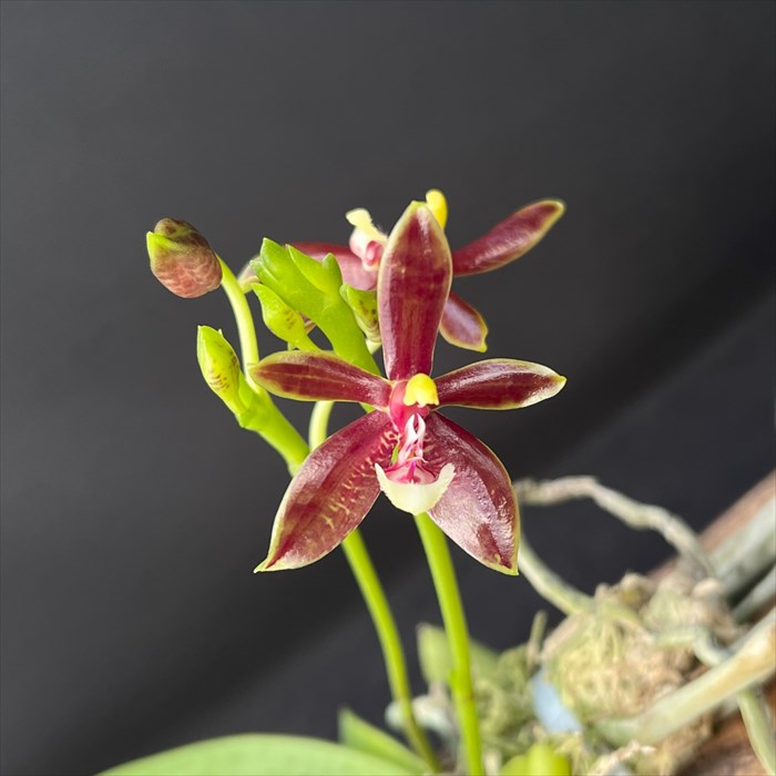 大輪胡蝶蘭 胡蝶蘭 ファレノプシス フレックルズ こちょうらん ピン