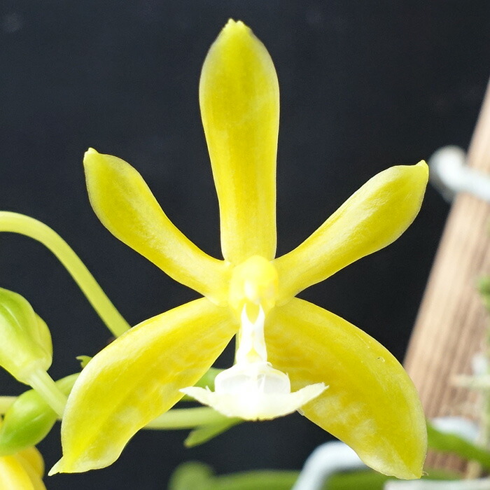 楽天市場】【開花見込株】フレッドクラーケアラ アフターダーク SVO