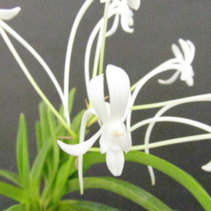 楽天市場】洋ラン バンダ サンチャイゴールドスポット 幼苗 吊り 洋蘭