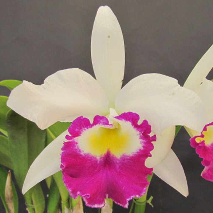 楽天市場】洋ラン【開花見込株】カトレア ピンクエンプレス ジューセン