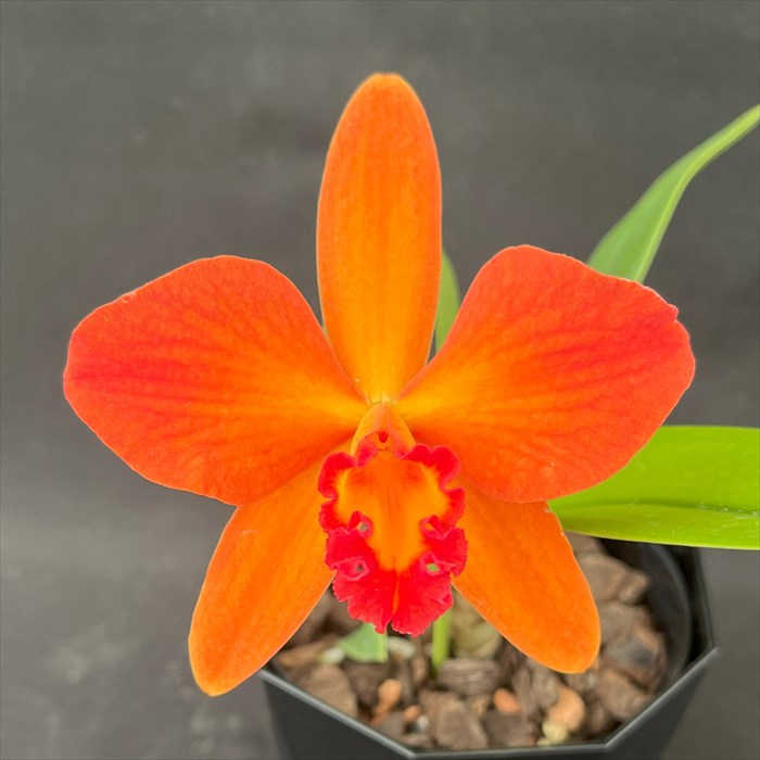 楽天市場】洋ラン【開花見込株】カトレア ドーガシマサンセット