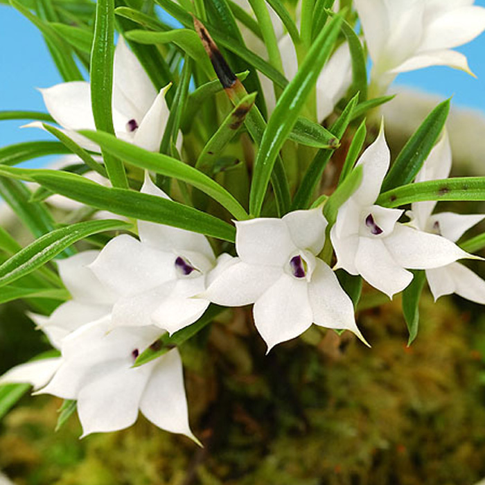 楽天市場】【予約販売】 洋ラン【開花見込株】デンドロビウム ピーラ