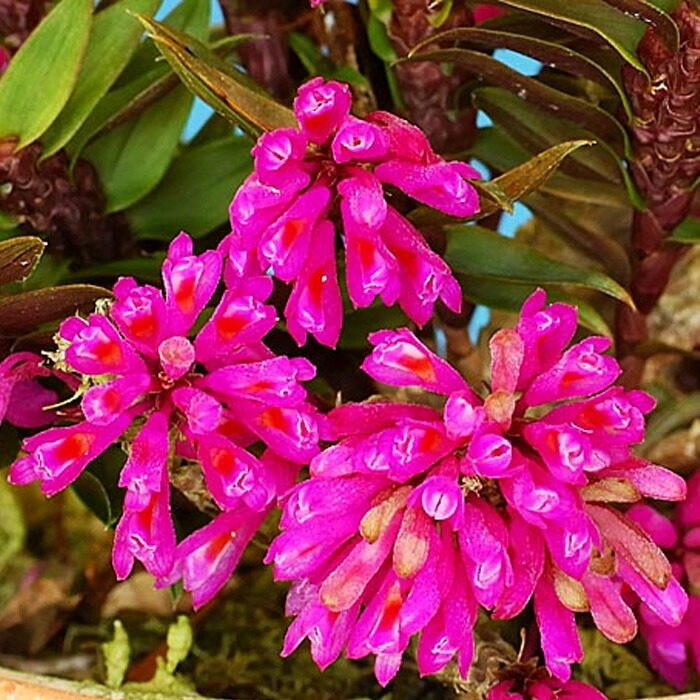 観葉植物 洋ラン　メディオカルカ　デコラタム 板付き　大株　美株　花株 6739_3.jpg