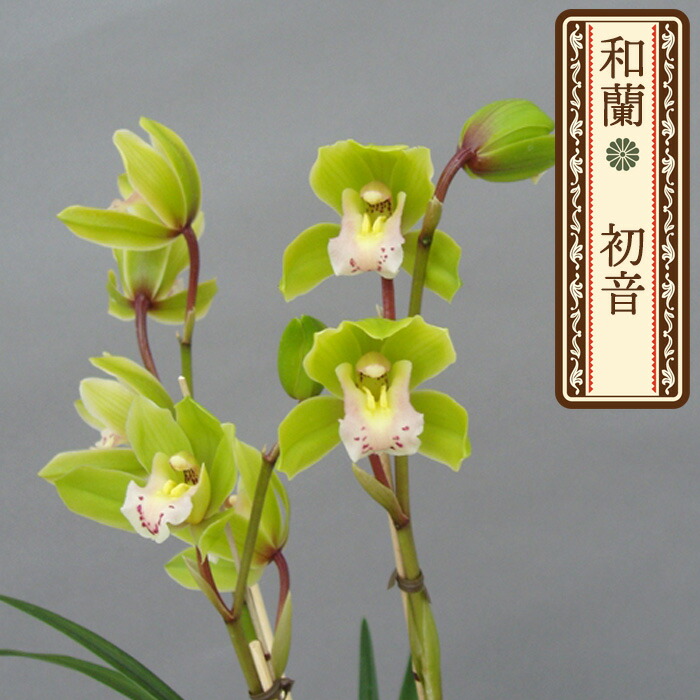 楽天市場】洋ランの苗『シンビジューム和蘭 「初音」4寸【花咲く