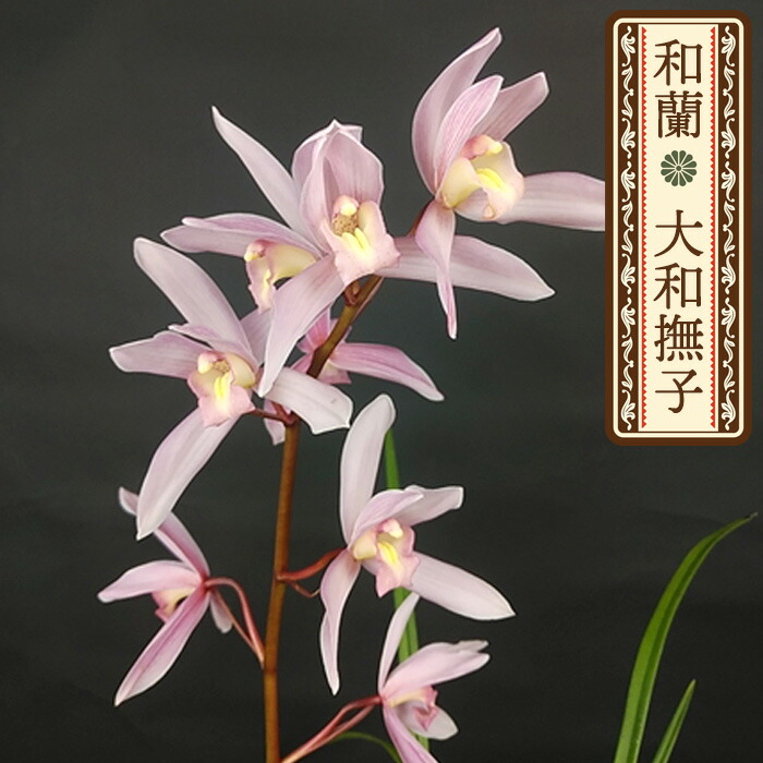 楽天市場】【予約販売】和蘭 篝火 9cmポット 報才蘭系 芳香性