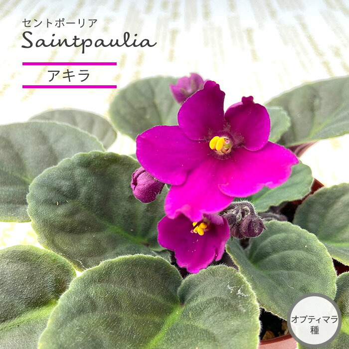 (専用出品) セントポーリア 苗セット セントポーリア：トレイル種3種3株セットA の通販 | 園芸ネット