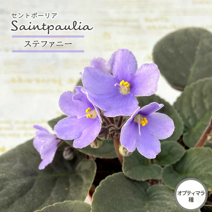 セントポーリア マウナロア MMJ Modernistic Japan（エムエムジェイ モダニスティック