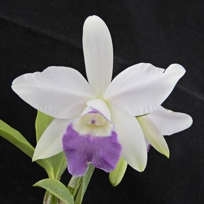 楽天市場】洋ラン【開花見込株】ミニカトレア プリンセス タカマド