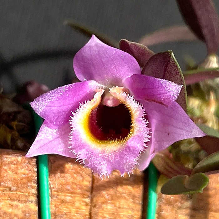 楽天市場】洋ラン【開花見込株】デンドロビウム ファッシファウシュー