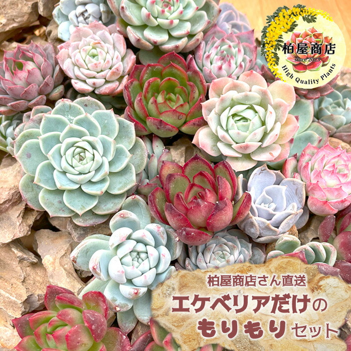 楽天市場】多肉植物 エケベリアカット苗 大小ミックス15個セット