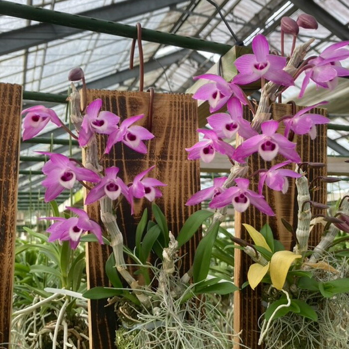 楽天市場】洋ラン【開花見込株】ファレノプシス マンセビ 長さ約25cm杉