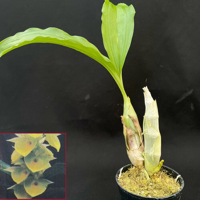 楽天市場】【開花見込株】フレッドクラーケアラ アフターダーク SVO