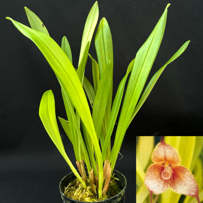 開花中・香る希少な双株】原種交配種 ドラゴン・メリー 胡蝶蘭 洋蘭 開花中・香る希少な双株】原種交配種 ドラゴン・メリー 胡蝶蘭 洋蘭