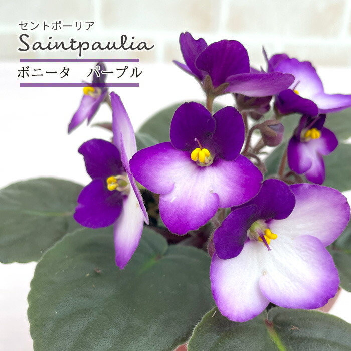 楽天市場】【予約販売】 セントポーリア アマデウス 3号鉢 普通種 鉢花
