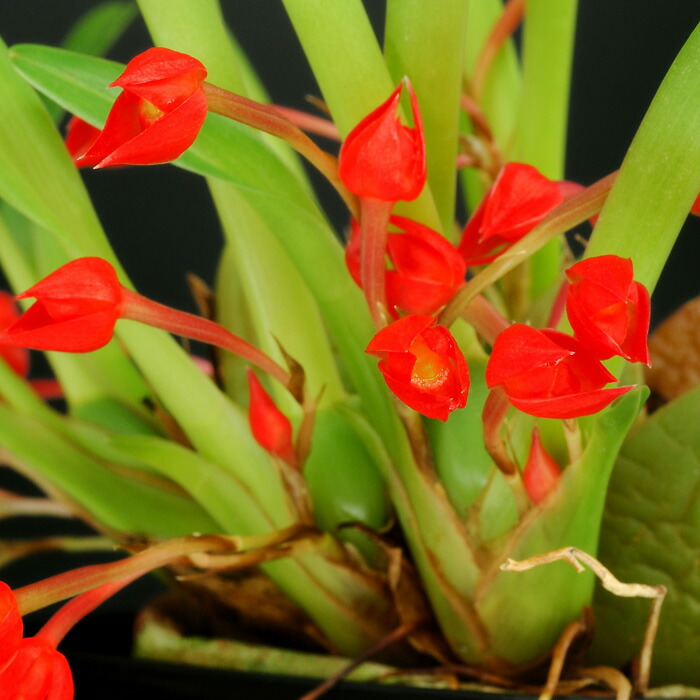 カトレア　ワルケリアナ　セルレア ワルケリアナ セルレア C. walkeriana coerulea - 蘭すきです