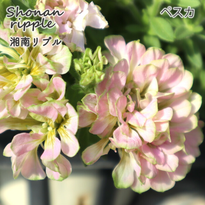 M a a　◆湘南ミディヴェルデペチュニアニンファ　＆　グラーノ 園芸ネット本店｜ペチュニア：ミディヴェルデ ニンファヴェルデ3.5号