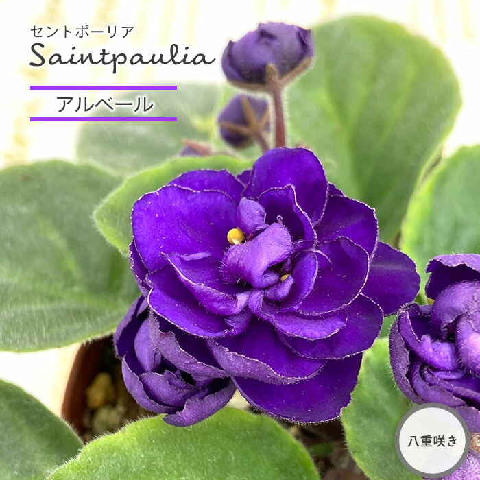 楽天市場】【予約販売】 セントポーリア アマデウス 3号鉢 普通種 鉢花