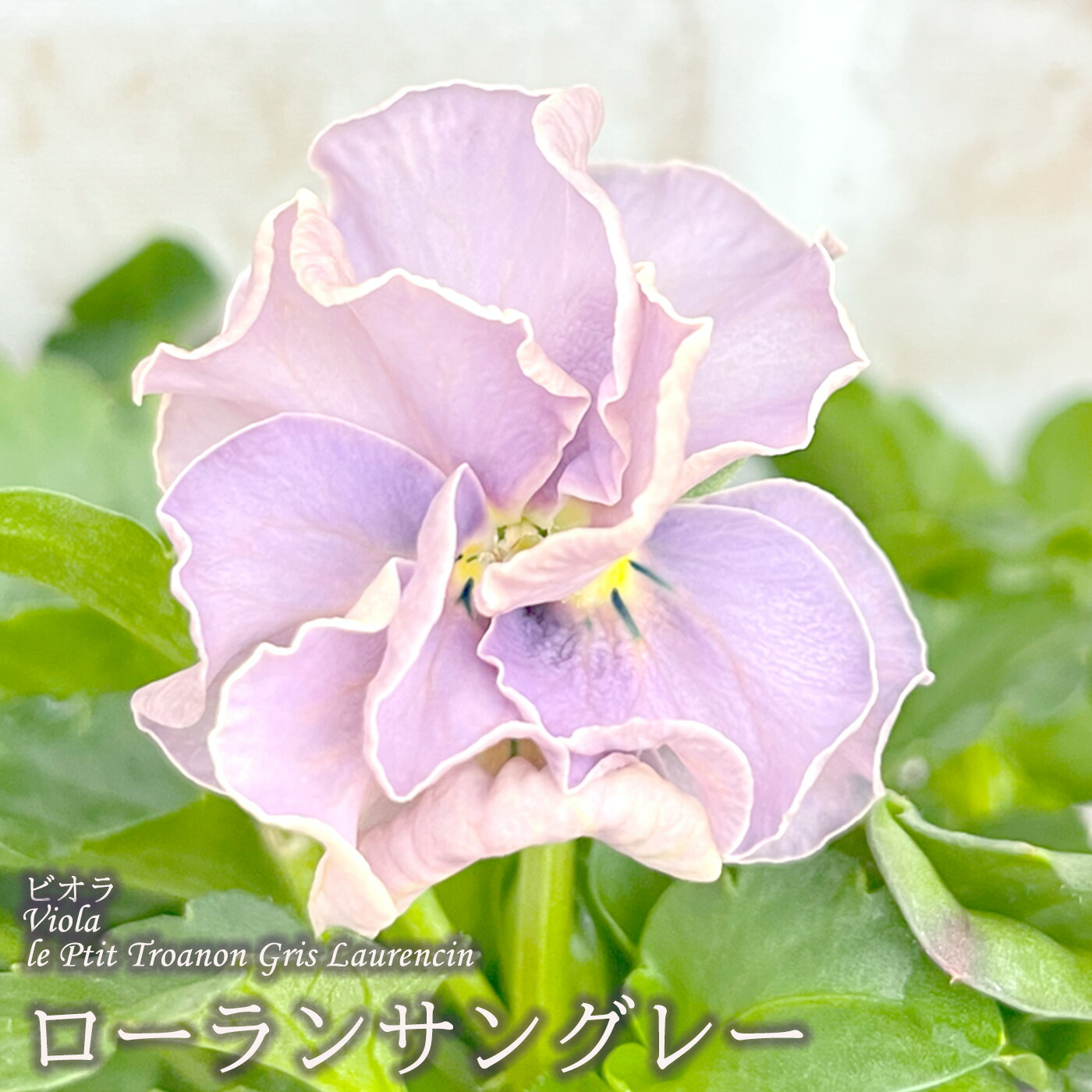 楽天市場】【まもなく予約締切】【予約販売】 サトウ園芸さん