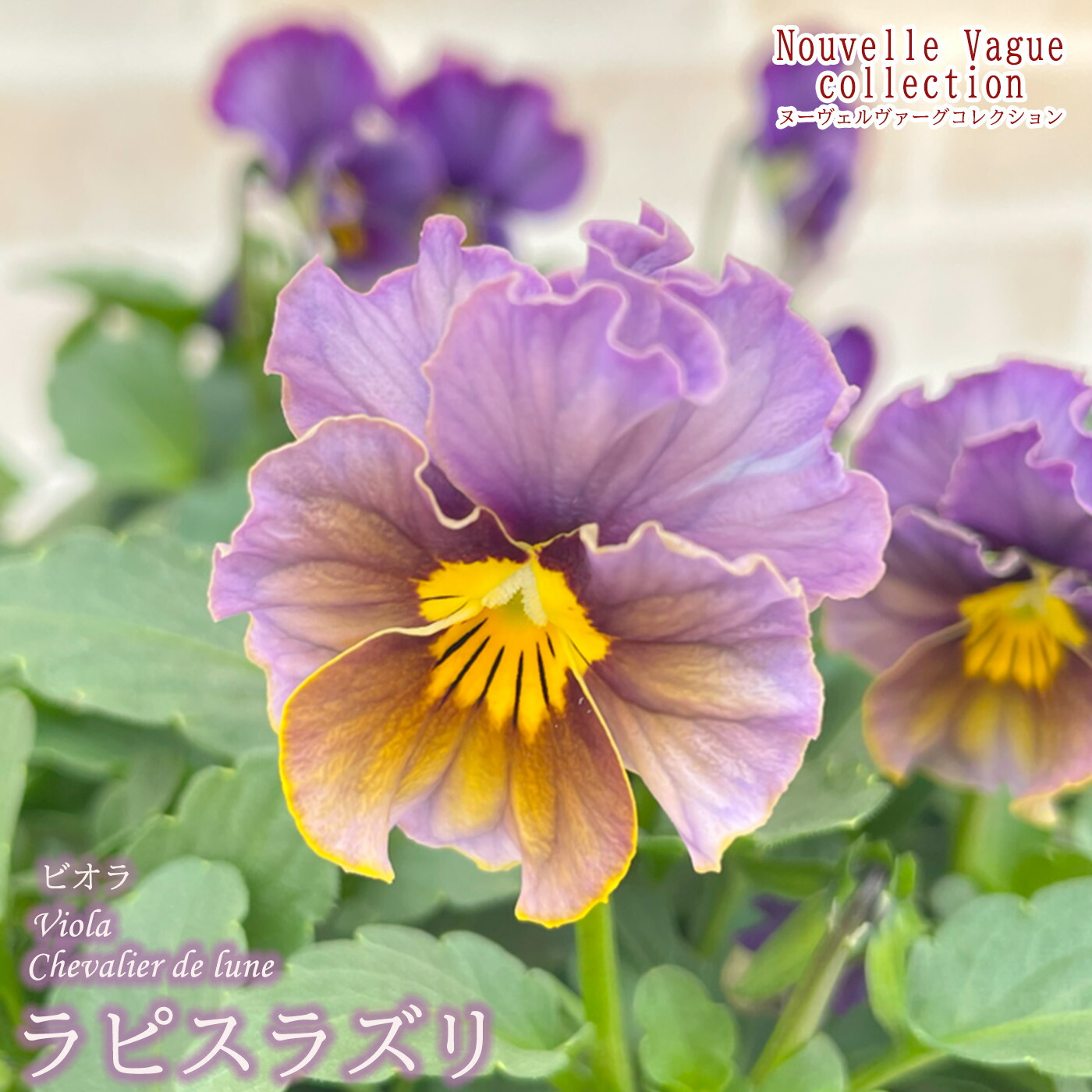 楽天市場】【予約販売】 サトウ園芸さんオリジナル パンジー