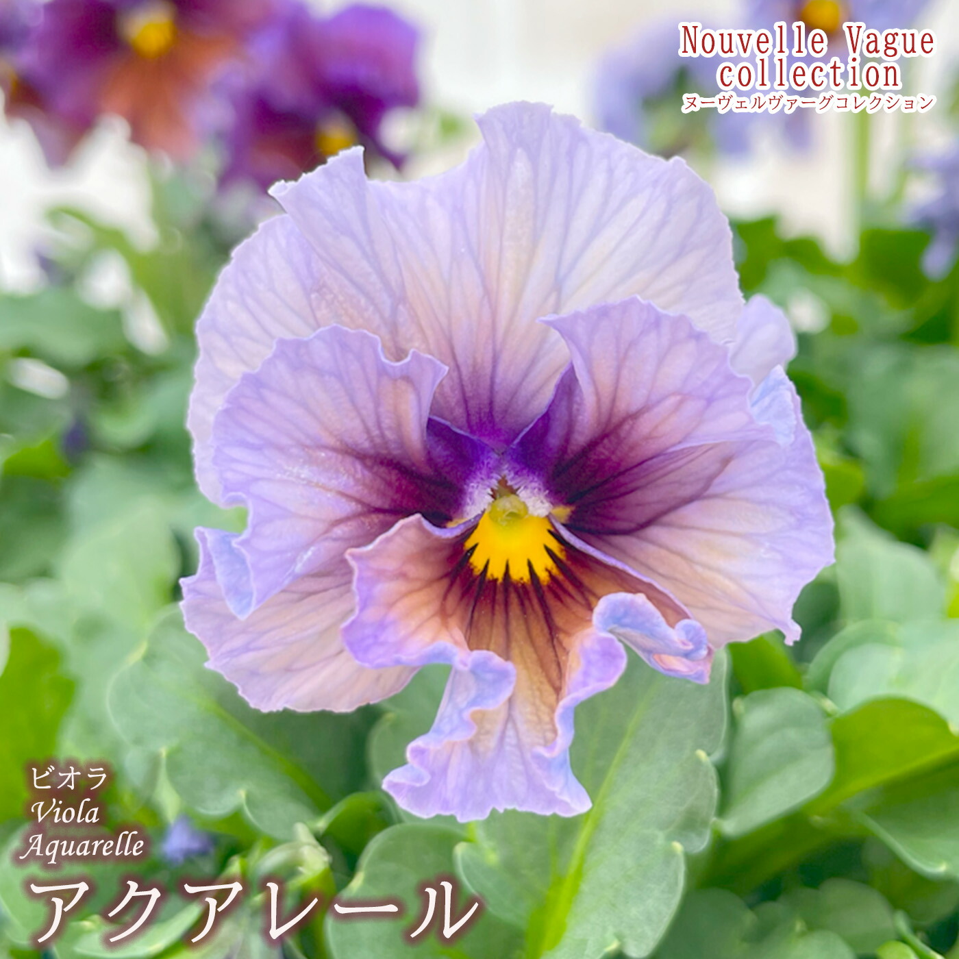 楽天市場】【予約販売】 ビオラ 歌劇☆スター 星宙 9cmポット 花苗