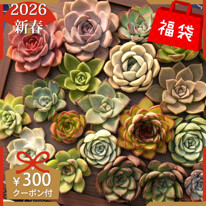 楽天市場】＜るる農園 2026年 福袋 ＞8800円 多肉植物 初心者向け 新