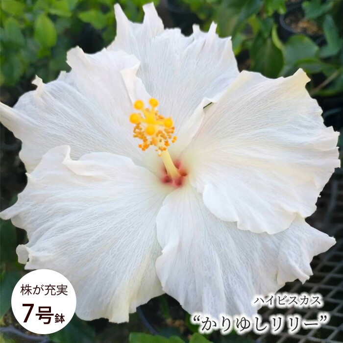 ◎ハイビスカスページ◎ 誕生花 7月11日 ハイビスカス、フクシア | かぎけん花図鑑