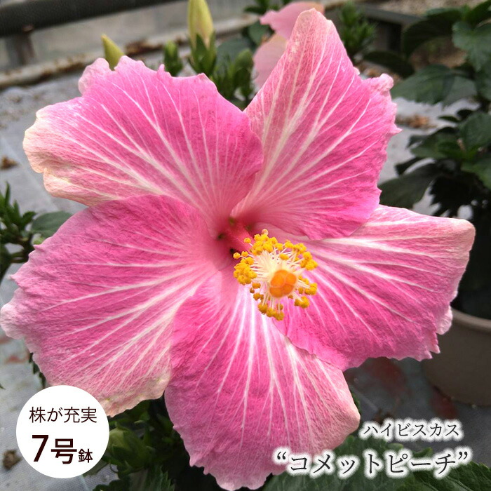 楽天市場】プルメリア サンスプラッシュ 5号鉢 送料無料 鉢花 熱帯植物