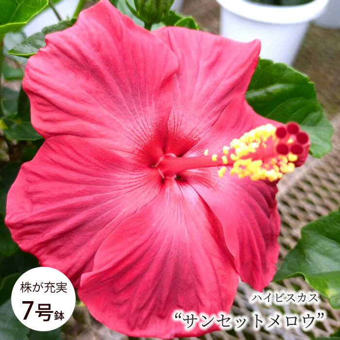 楽天市場】【予約販売】 ハイビスカスチャイニーズレッド 5号 鉢植え