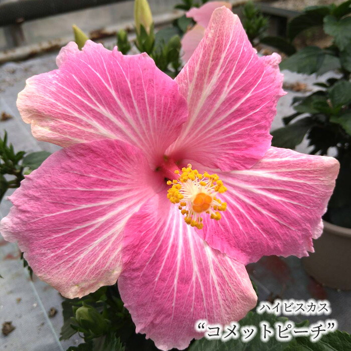 楽天市場】【ハイビスカス属】大株ハイビスカスレモンイエロー 5号茶