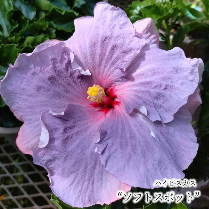楽天市場】【予約販売】 ハイビスカスデニムブルー 5号 鉢植え fru 5月