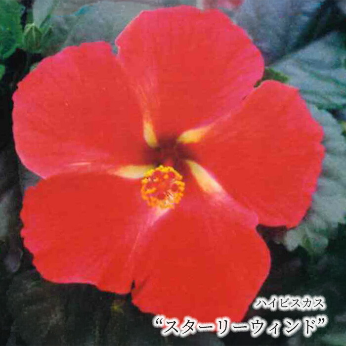 楽天市場】【予約販売】 ハイビスカス サンセットメロウ 7号 鉢植え