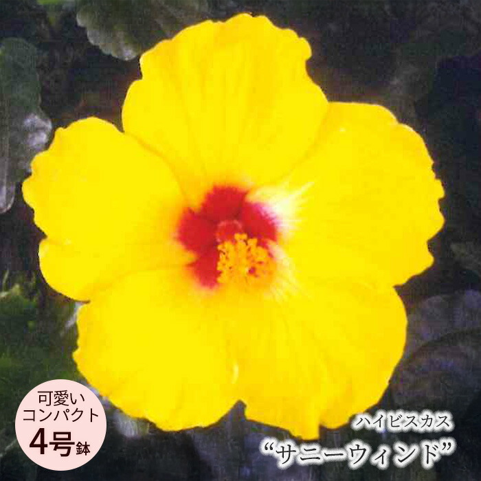 楽天市場】【予約販売】 ハイビスカス 白夜 7号 鉢植え 送料無料