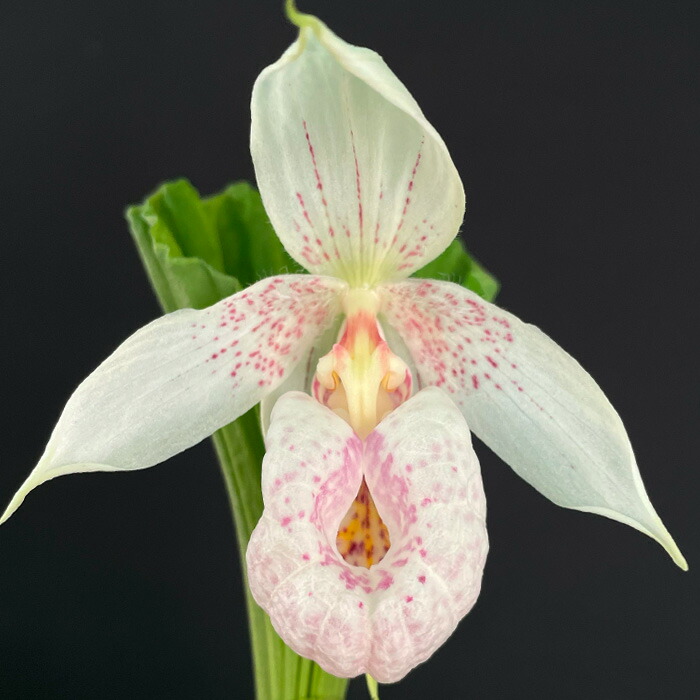 楽天市場】【希少品】台湾クマガイソウ 1芽株 : 四国ガーデン楽天市場支店