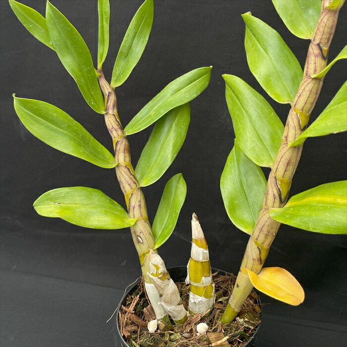 楽天市場】洋ラン【開花見込株】デンドロビウム パシフィラム 板付き