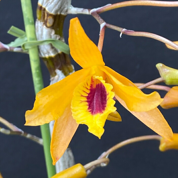 楽天市場】洋ラン【開花見込株】デンドロビューム キンギアナム