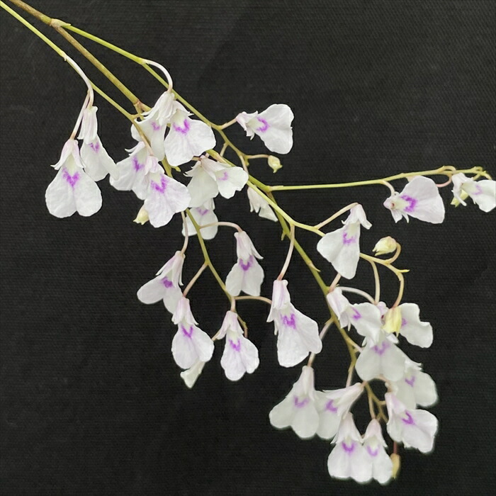 楽天市場】洋ラン【開花見込株】デンドロビウム パシフィラム 板付き