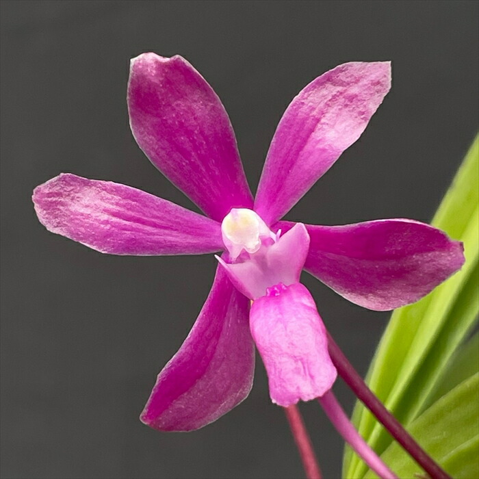 超ロング 洋ラン バンダ ミカワ ブルーオーシャン 蘭 洋蘭バンダのおすすめ人気商品一覧 通販 - Yahoo!ショッピング