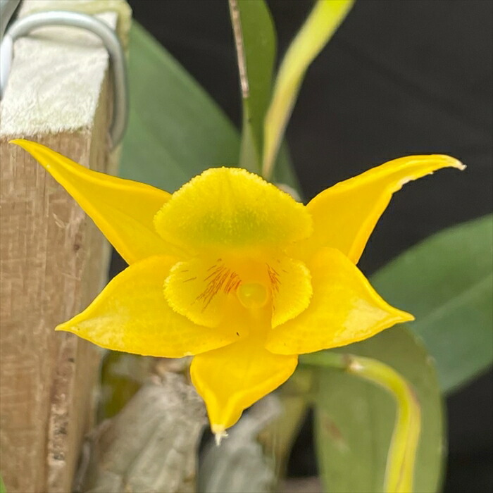 楽天市場】【予約販売】 洋ラン【開花見込株】デンドロビウム