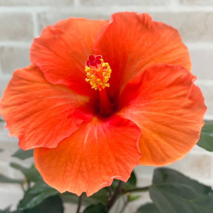 楽天市場】ハイビスカス 八重咲き NEWロングライフ アドニスダブル