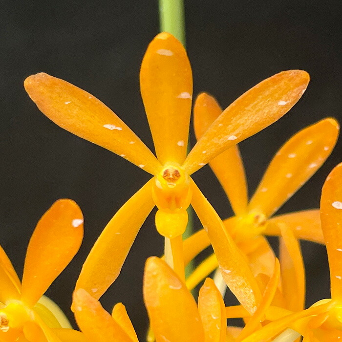 楽天市場】洋ラン【開花見込株】バンダ グリーンライト 長さ約20cm杉板