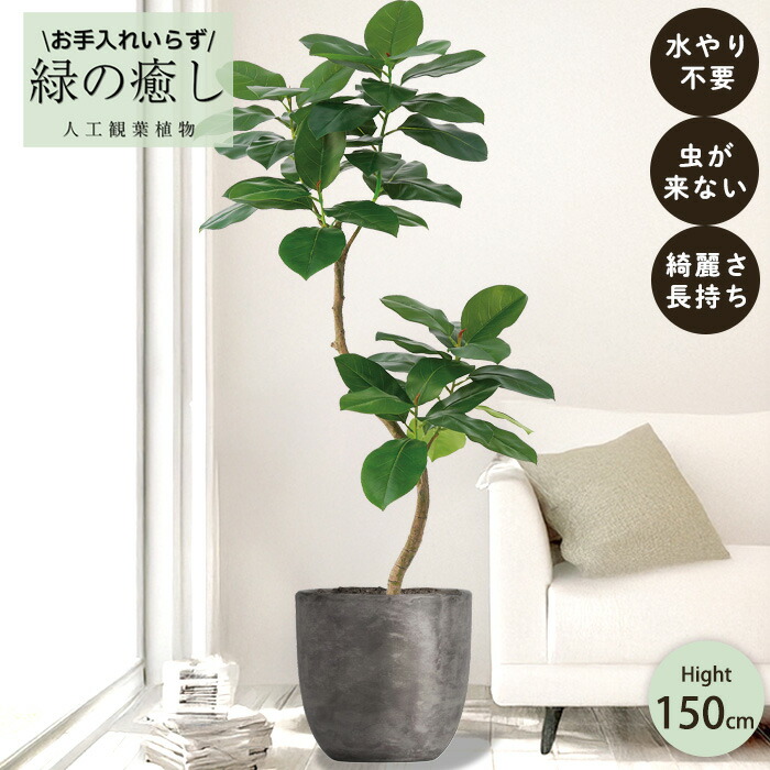 ⑥【処分価格】新品 ゴムの木(150cm)　人工観葉植物 フェイクグリーン インテリア 楽天市場】【取寄品】 人工観葉植物 ゴムの木 150cm 【 ゴムノキ