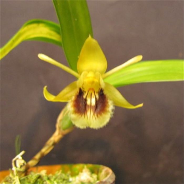 楽天市場】【予約販売】 洋ラン【開花見込株】セイデンファデニア