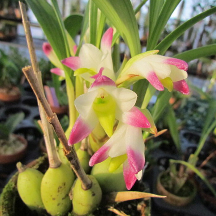 楽天市場】【まもなく予約締切】 【予約販売】 洋ラン【開花見込株