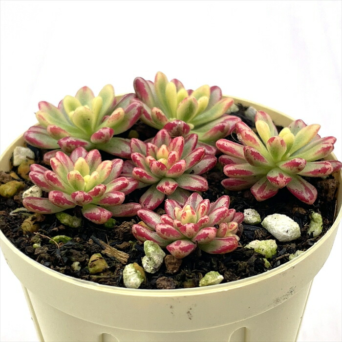 91#多肉植物アエオニウム錦❤️花火❤️ 18頭18cm 土付き出荷 91#多肉植物アエオニウム錦❤️花火❤️ 18頭18cm 土付き出荷