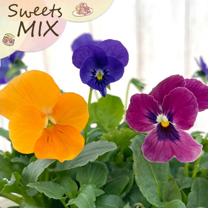 楽天市場】【予約販売】 ビオラ 歌劇☆スター 星宙 9cmポット 花苗