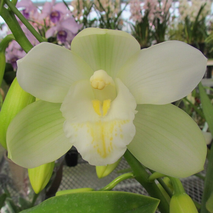 楽天市場】【予約販売】洋ラン【花芽付き】テーブルシンビジウム エン