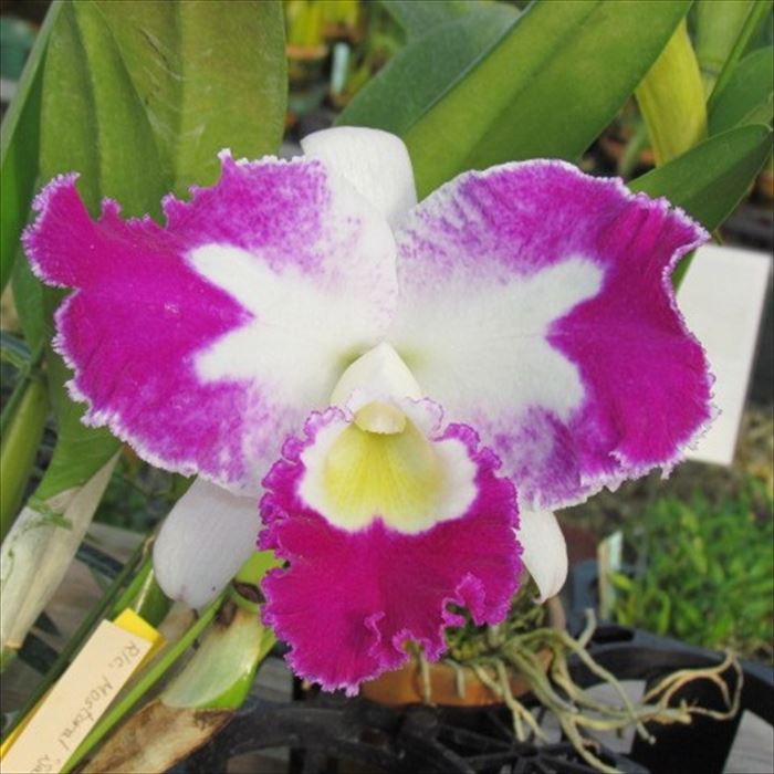 楽天市場】【予約販売】洋ラン【開花見込株】カトレア ワルケリアナ